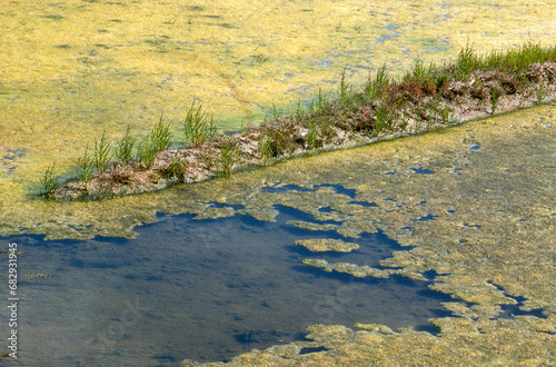 Limu Ruppie, ruppia maritima, , Salicorne, Salicornia europaea, Marais salants, Guerande, 44, Loire Atlantique, France © JAG IMAGES