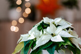 festive cozy interior arrangement, winter christmas concept, white poinsettia flower, lights