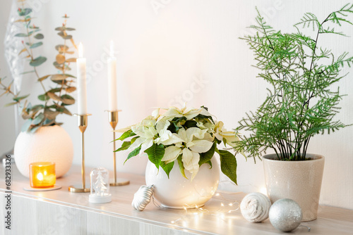 Fotografie festive cozy interior arrangement, winter christmas concept, white poinsettia fl