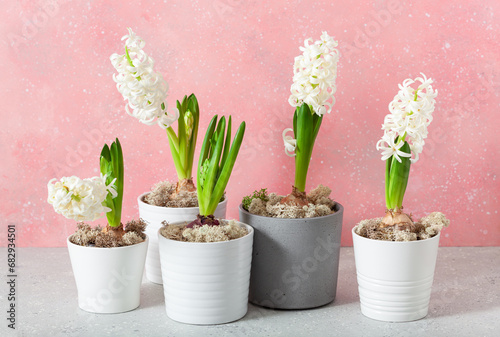 white pink hyacinth traditional winter christmas or spring flower photo