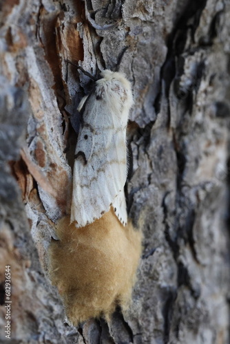 female spongy moth with its clutch of eggs