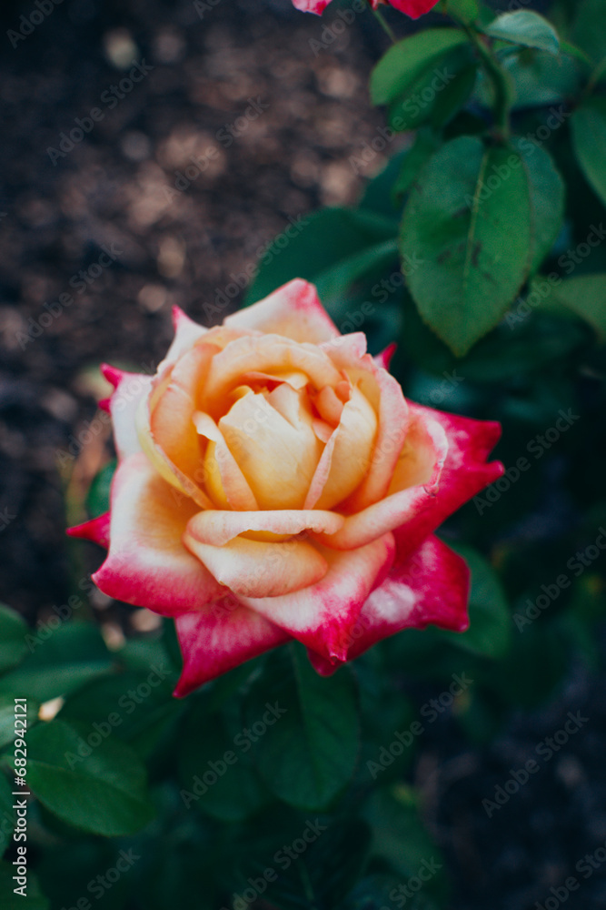 yellow rose yellow rose