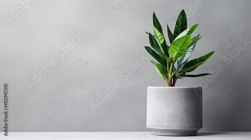 Green plant in a concrete pot on a grey background  photo