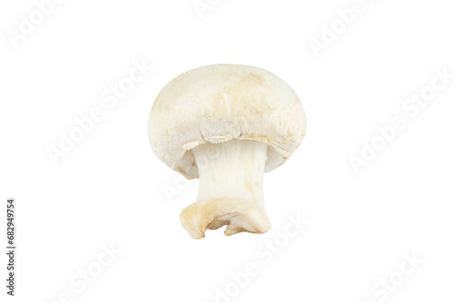 champignon mushroom isolated from background