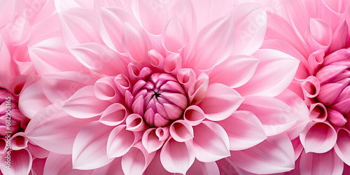 pink dahlia flower macro