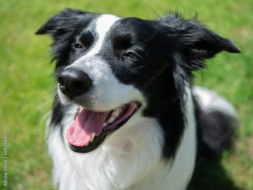 Border Collie - Black and White - Close up Happy