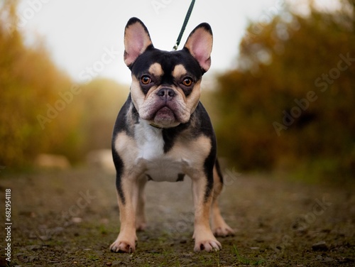 French Bulldog - Black and Tan - Autumn Colours Alert Looking at Camera