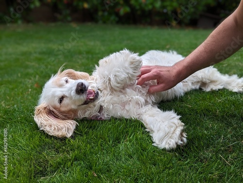 Spaniel Cockapoo - White - Playing on Green Grass Belly Rubs Tickle