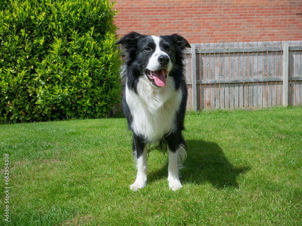 Border Collie - Black and White - Standing and Alert, Sun and Green Grass