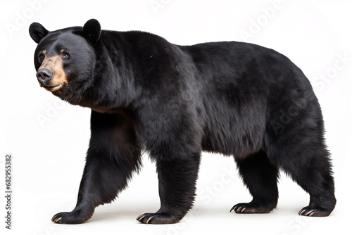 North American black bear Ursus americanus cut out and isolated on a white background