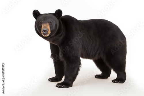 North American black bear Ursus americanus cut out and isolated on a white background © robert