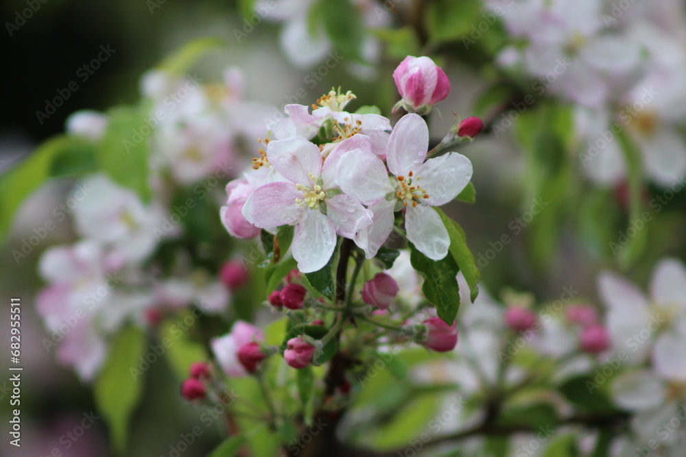 Fleurs de pommier