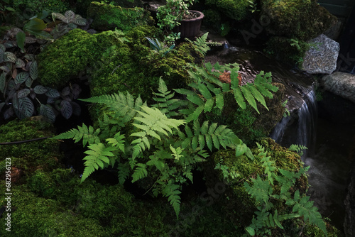 fern in the forest, Nature, plants, trees, forests, ferns, leaves, branches, mosses, summer green vegetation, grassy vegetation, shrubs and garden  photo