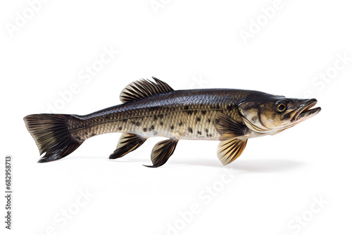 Image of snakehead fish isolated on white background. Animal., Fishs., Food. photo
