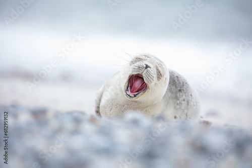 Cute seal pup yawning photo