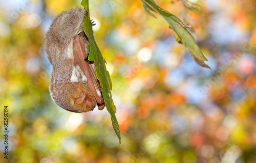Eastern red bat roosting with fall foliage from the Blue Hills Reservation, Massachusetts 