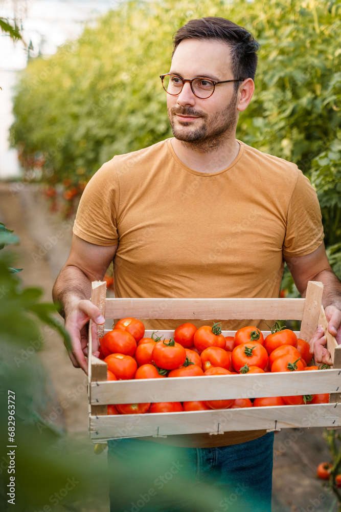 Portrait of confident male farmer with crate full with juicy tomatoes. Handsome man with eyeglasses holding freshly harvested tomatoes in greenhouse. Portrait of confident male farmer with crate full with juicy tomatoes. Handsome man with eyeglasses holding freshly harvested tomatoes in greenhouse.