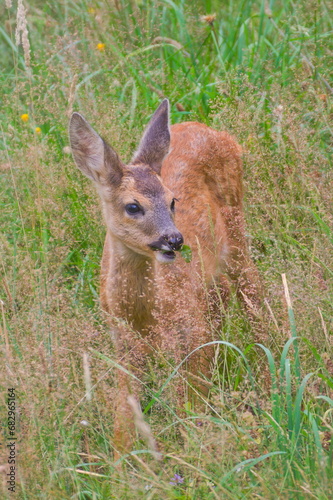 Baby Capreolus capreolus european roe deer is eating grass on the field. Summer evening, Czech republic nature.