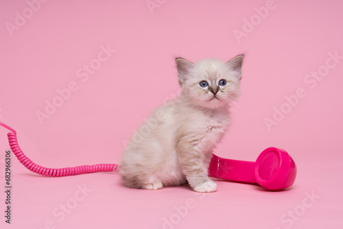 beautiful sacred burmese cat kitten with a pink old fashioned telephone horn luxury cat, pink background photo