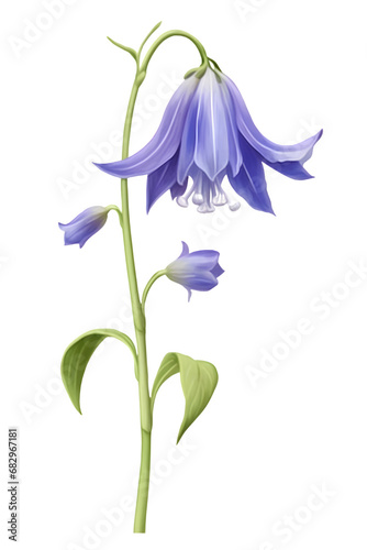 Bluebell flower on a transparent background photo
