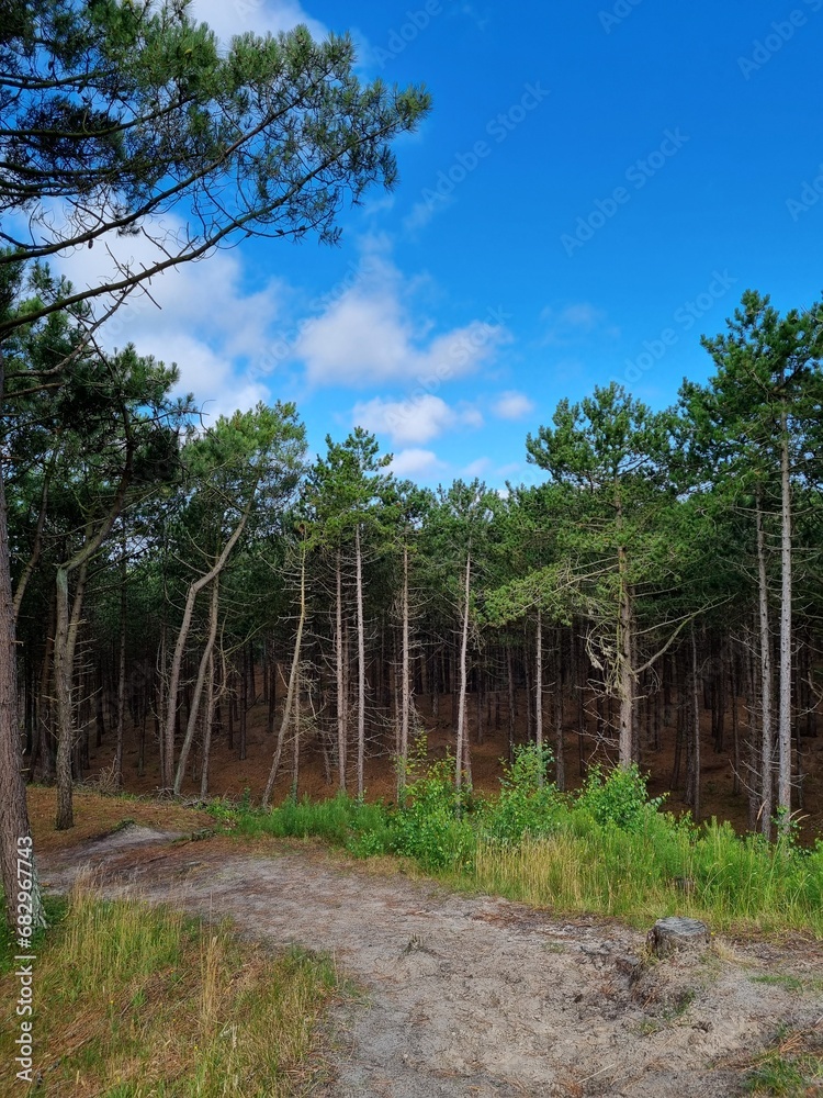 A group of tall trees A group of tall trees