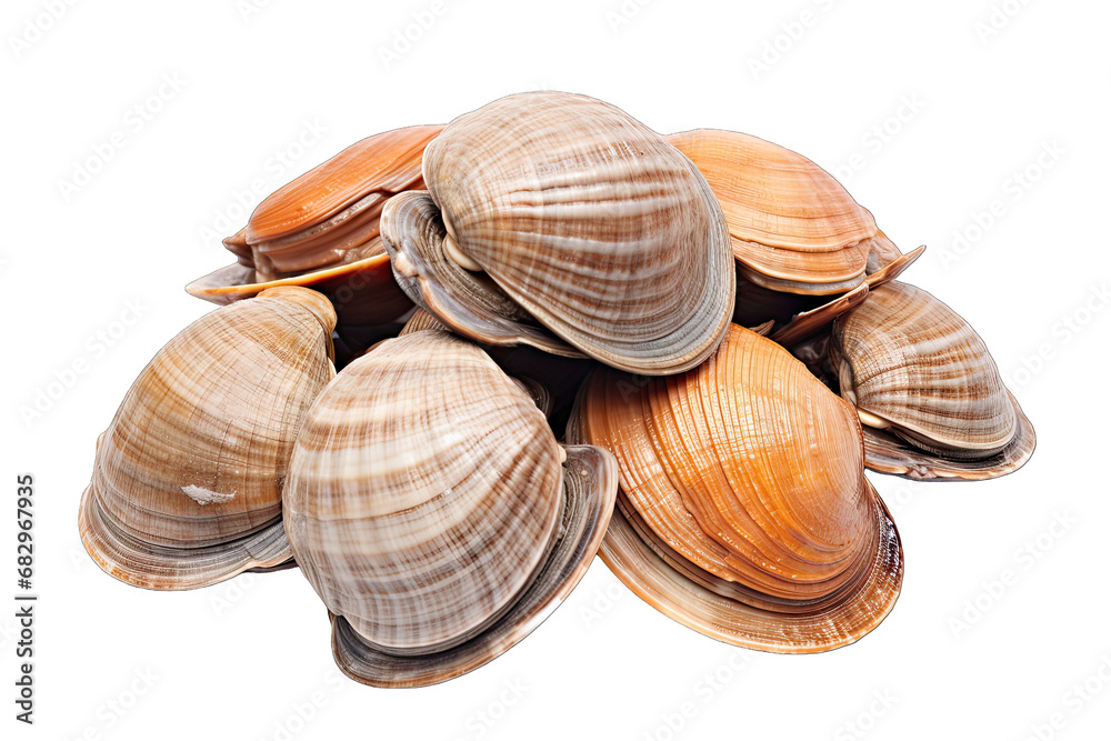 Natural Sea Clams Isolated On Transparent Background Natural Sea Clams Isolated On Transparent Background