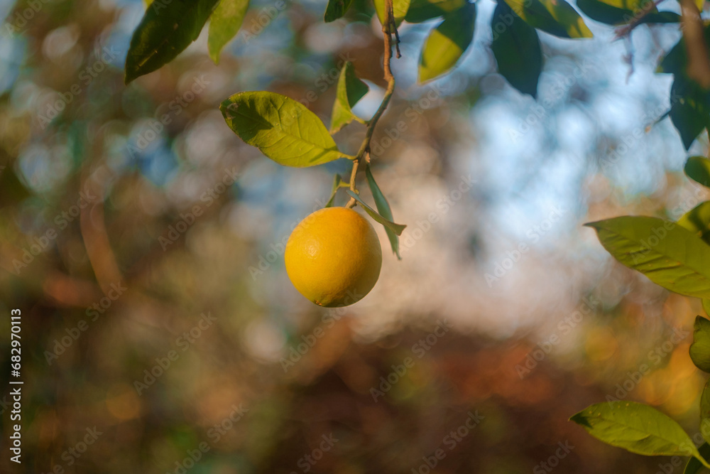 Fresh ripe orange growing on tree, selective focus