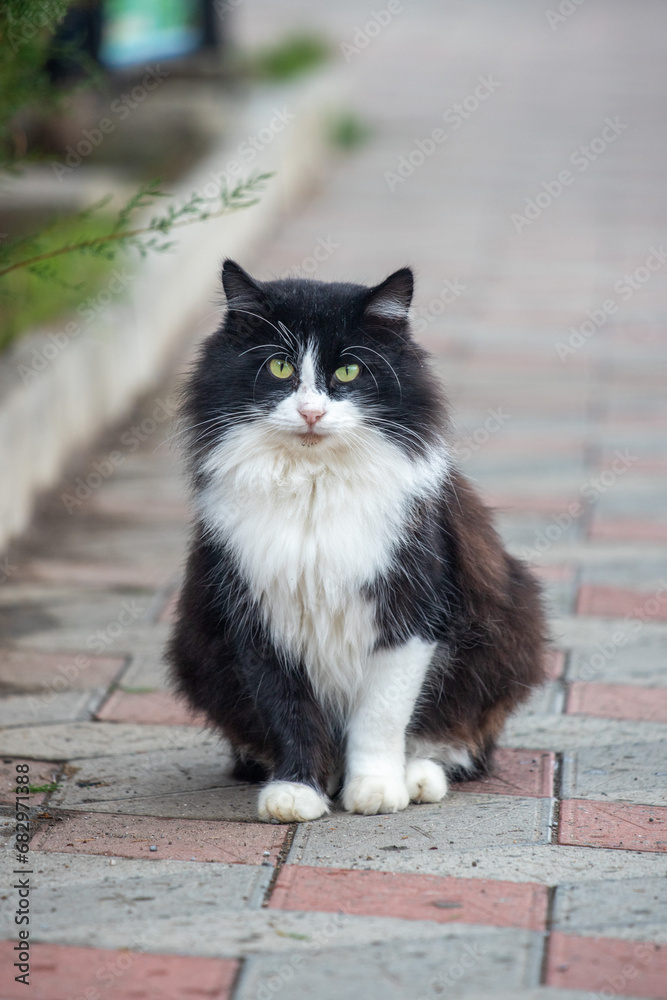 Cat on a city street.