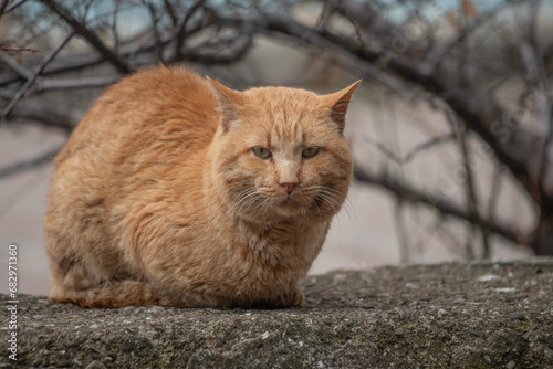 Cat on a city street.