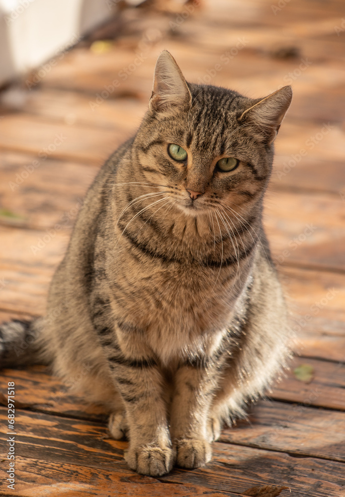 Cat on a city street.