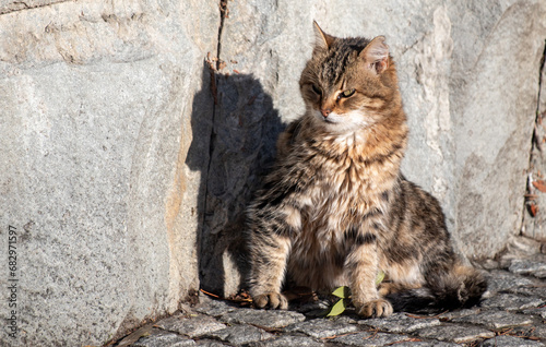 Cat on a city street.