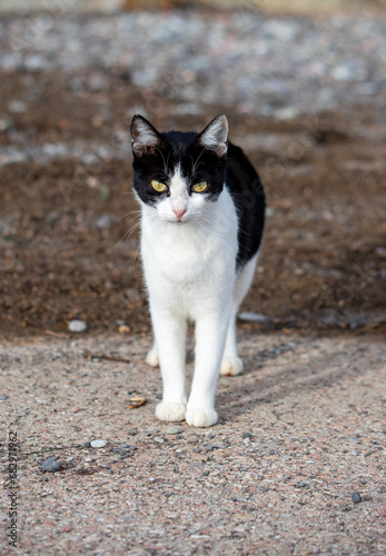 Cat on a city street.