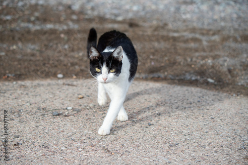 Cat on a city street. © Prikhodko
