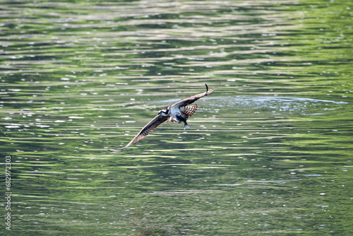 osprey catching fish