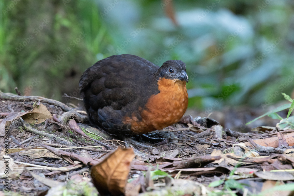 Fototapeta premium Black-backed Wood Quail. Ecuadorinviiriäinen. 010.0043. 