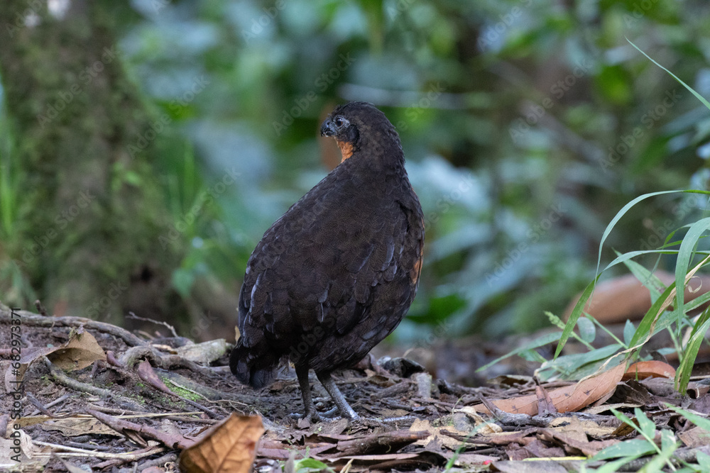 Black-backed Wood Quail. Ecuadorinviiriäinen. 010.0043. Black-backed Wood Quail. Ecuadorinviiriäinen. 010.0043.