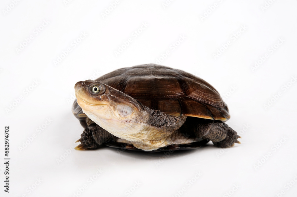 Starrbrust-Pelomedusenschildkröte // African helmeted turtle, Marsh terrapin (Pelomedusa subrufa) Starrbrust-Pelomedusenschildkröte // African helmeted turtle, Marsh terrapin (Pelomedusa subrufa)