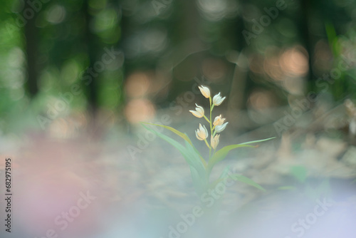 Ethereal Wildflower Blooming in Soft Forest Light