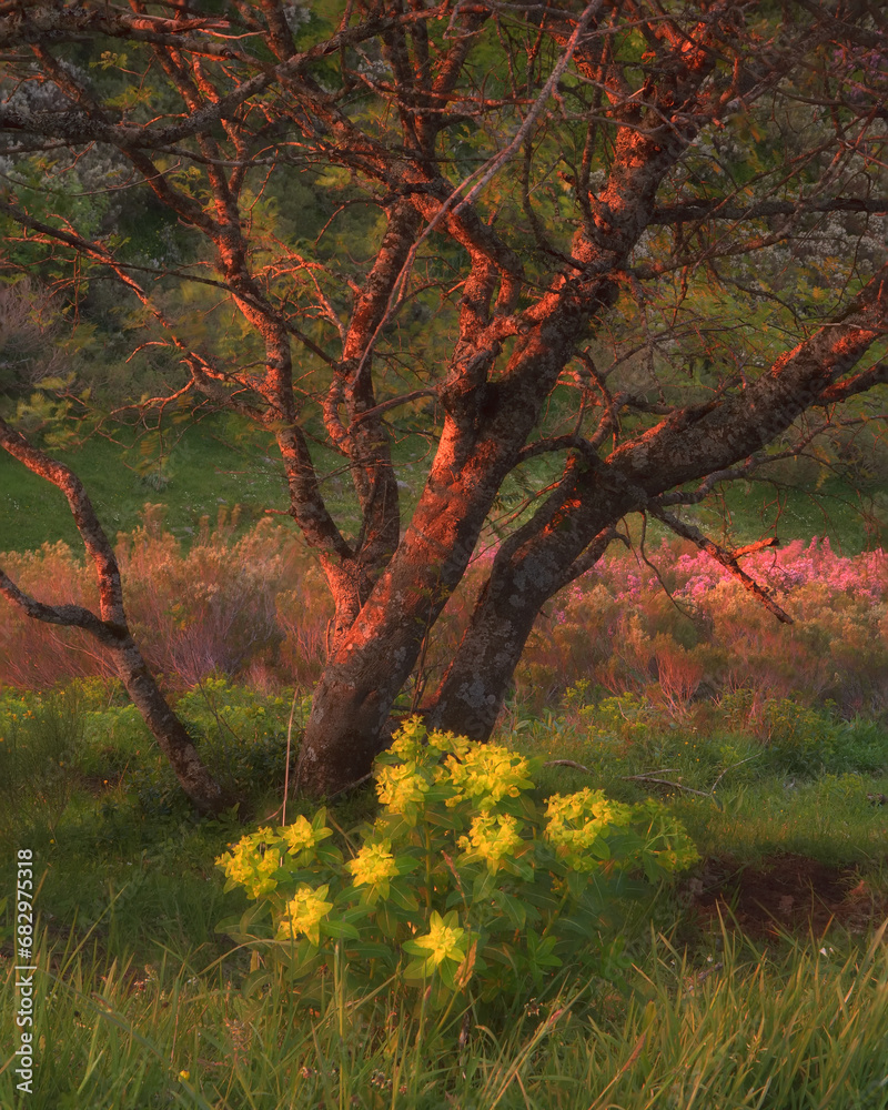 Enchanting spring sunrise with glowing tree and flowers Enchanting spring sunrise with glowing tree and flowers