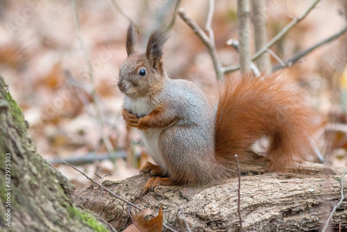 squirrel in the forest