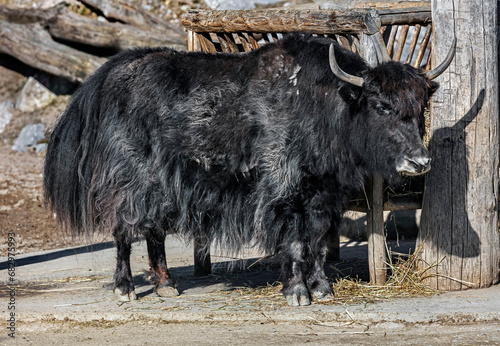 Black domestic yak at the feeding rack. Latin name - Bos grunniens and Bos mutus 