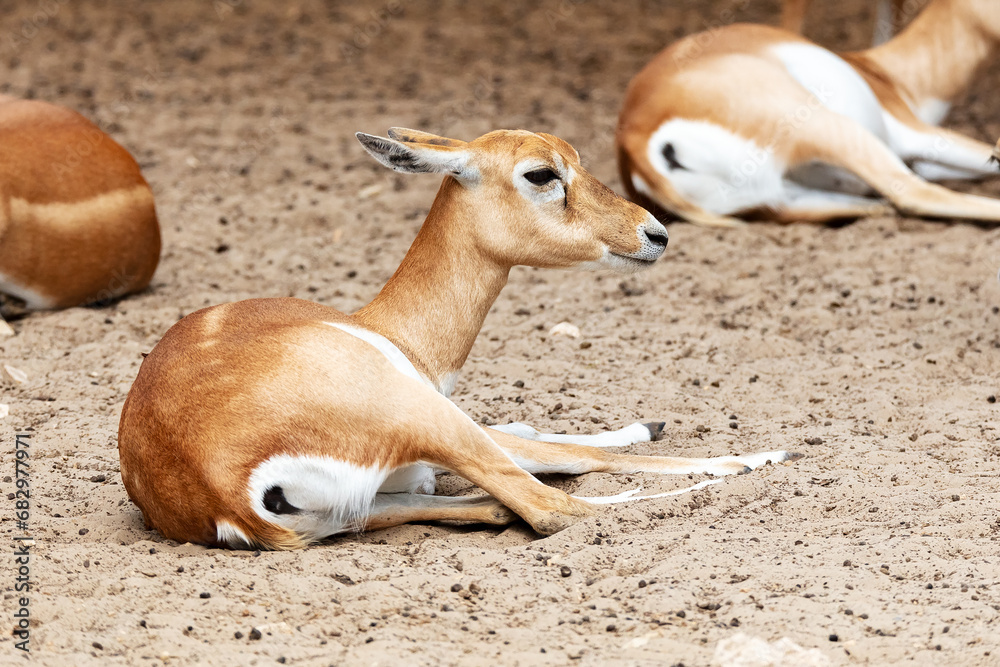 Blackbuck and indian antelope. Mammal and mammals. Land world and fauna. Blackbuck and indian antelope. Mammal and mammals. Land world and fauna.