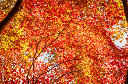 Autumn red and green Japanese maple leaf in garden with sunlight.