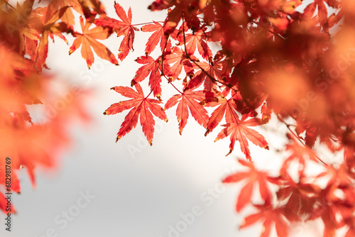 Autumn red and green Japanese maple leaf in garden with sunlight.