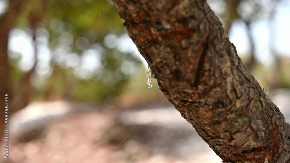 Selective focus on the mastic oozes in tears out of the branch of a mastic tree. Mastic drops brighten and twinkle in the sunlight. Beautiful bokeh background. Chios island, Greece. Selective focus on the mastic oozes in tears out of the branch of a mastic tree. Mastic drops brighten and twinkle in the sunlight. Beautiful bokeh background. Chios island, Greece.