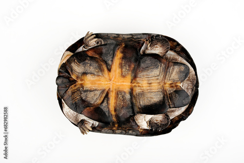 Bauchpanzer der Starrbrust-Pelomedusenschildkröte // Plastron of the African helmeted turtle, Marsh terrapin (Pelomedusa subrufa) photo