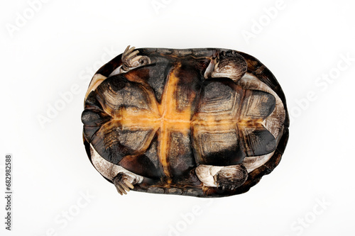 Fotografie Bauchpanzer der Starrbrust-Pelomedusenschildkröte // Plastron of the African hel
