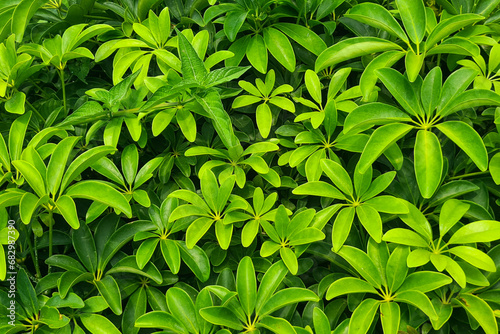 A bush of dwarf umbrella tree, also known as Schefflera arboricola. It is a popular houseplant due to its attractive foliage and ease of care photo