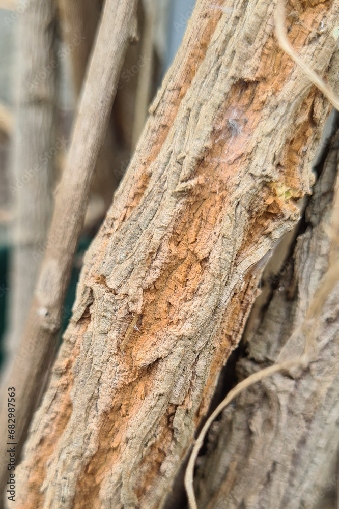 Close-up of the bark of a tree. The bark is textured and has a variety of colors, including shades of brown, green, and gray. There are also some raised bumps on the bark Close-up of the bark of a tree. The bark is textured and has a variety of colors, including shades of brown, green, and gray. There are also some raised bumps on the bark