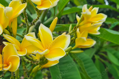 Vibrant cluster of yellow and white flowers adorning the branches of a tropical tree. The flowers is plumeria blossoms, radiate a captivating charm with their delicate petals and subtle fragrance photo